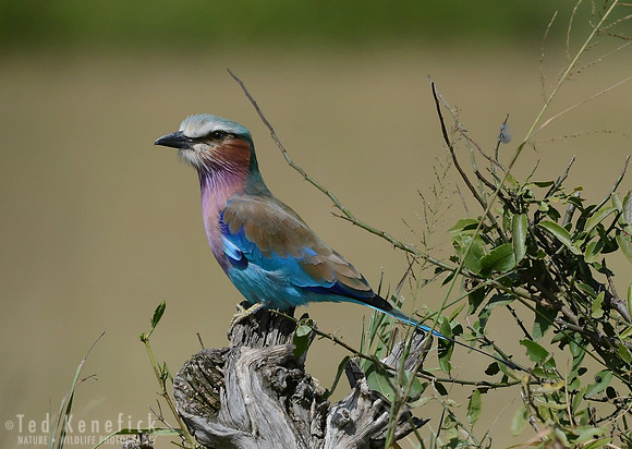 Savanna Jewel - Lilac-breasted Roller, Maasai Mara, Kenya