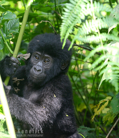 Portrait of a Young Mountain Gorilla, Bwindi, Uganda
