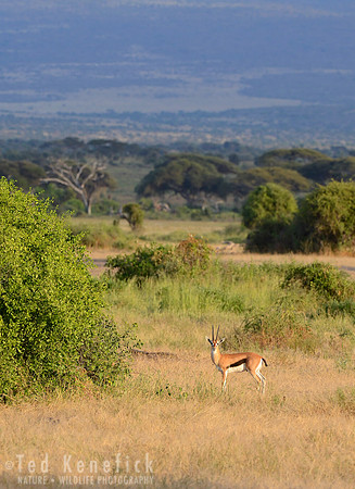 Big Land - Thompson's Gazelle, Amboseli, Kenya