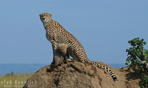 Protection -- Maasai Mara, Kenya