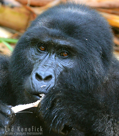 Mountain Gorilla Close-Up, Bwindi, Uganda