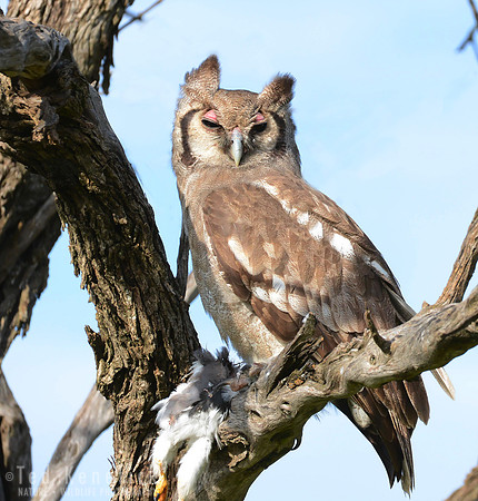 Successful Hunt - Verreaux's Eagle-Owl, Maasai Mara, Kenya