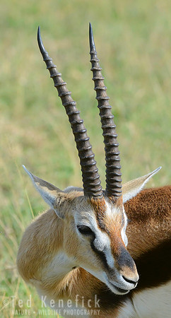 Thompson's Gazelle Detail, Maasai Mara, Kenya