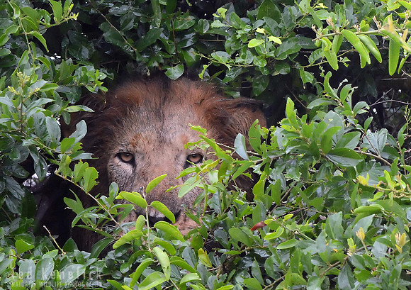 The Stare, Queen Elizabeth National Park, Uganda