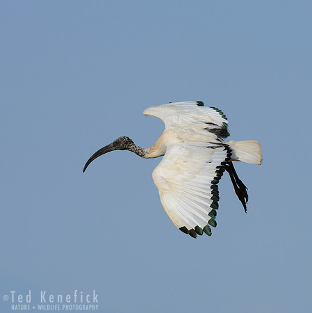 On Approach - Amboseli National Park, Kenya