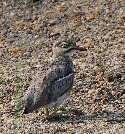 African Thick-knee, Kazinga Channel, Uganda