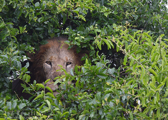 Big Lion, Small Bush, Queen Elizabeth National Park, Uganda