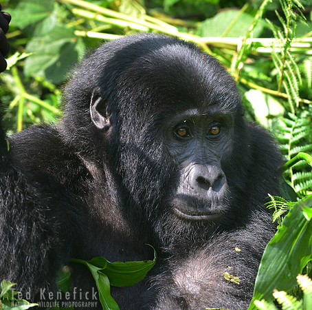 Mountain Gorilla, Bwindi Impenetrable NP, Uganda