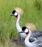 Crowned Elegance, Gray-crowned Cranes, Maasai Mara, Kenya