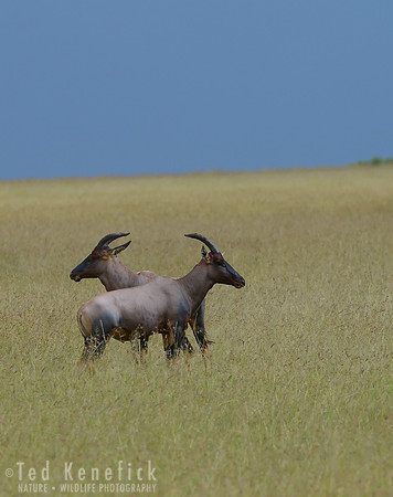 Push-Me-Pull-You, Topi, Maasai, Mara, Kenya