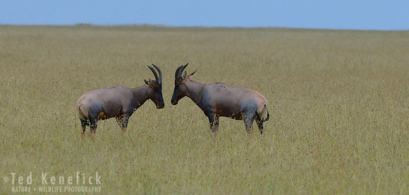 Meeting on the Mara, Topi, Maasai Mara, Kenya