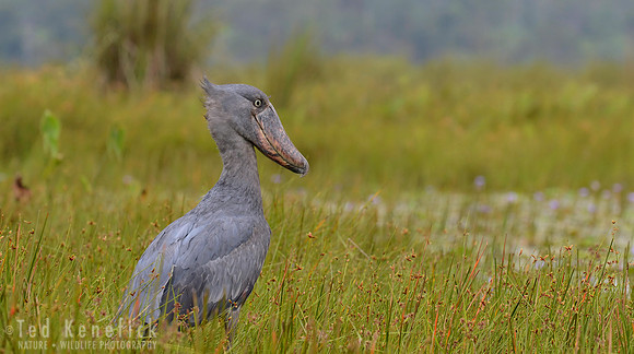 Shoebill in Papyrus Swamp, Lake Mabamba, Uganda