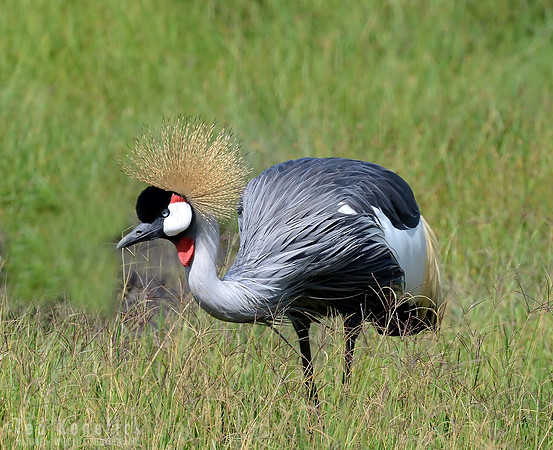 Gray-crowned Crane Portrait, Maasai Mara, Kenya