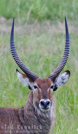 Waterbuck Portrait - Queen Elizabeth National Park, Uganda
