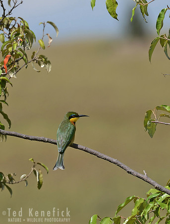 Little Bee-Eater, Maasai Mara, Kenya