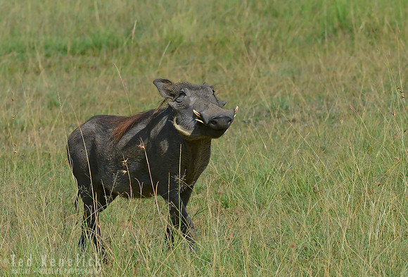 Something in the Air -- Maasai Mara, Kenya