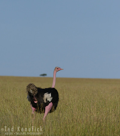 Primed & Ready - Maasai Mara, Kenya