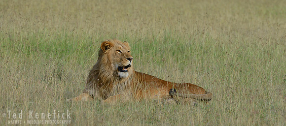 Whose Land is This -- Maasai Mara, Kenya