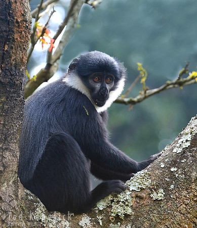 L'Hoest's Monkey Portrait, Ruhija, Uganda