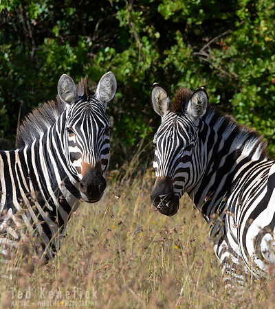 Zebra Pair in Grass, Laikipia, Kenya
