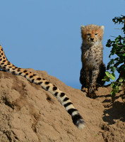 Always Close, Maasai Mara, Kenya