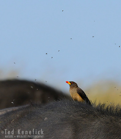 Buffet - Yellow-billed Oxpecker, Cape Buffalo, Maasai Mara, Kenya