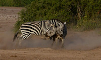 Dustup -- Amboseli National Park, Kenya