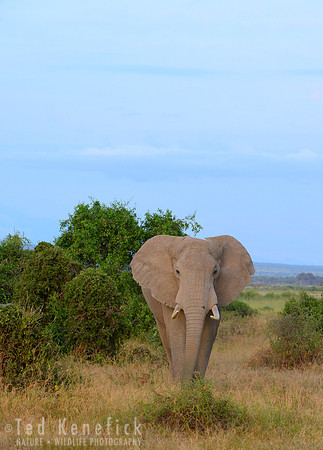 Morning in Africa, Amboseli National Park, Kenya