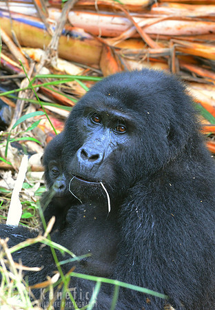 Mother Mountain Gorilla, Bwindi, Uganda