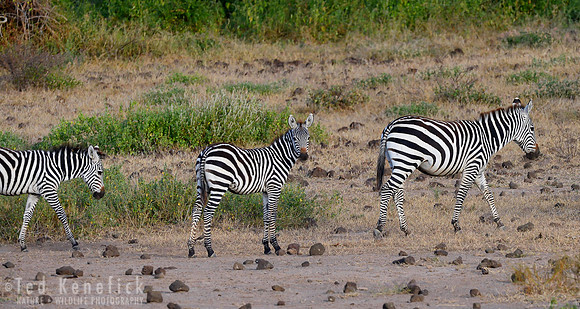 Stop & Stare -- Grevy's Zebra, Amboseli, Kenya