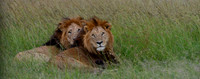 Brothers - Maasai Mara, Kenya