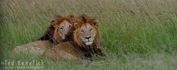 Brothers - Maasai Mara, Kenya