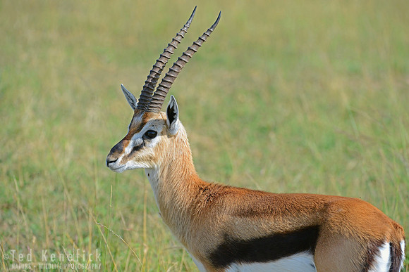 Tommy's -- Thompson's Gazelle, Maasai Mara, Kenya