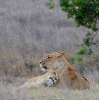 A Moment, Laikipia, Kenya