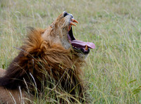 Creatures Great and Small -- Maasai Mara, Kenya