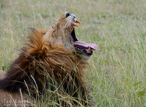 Creatures Great and Small -- Maasai Mara, Kenya