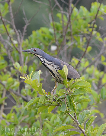 Dwarf Bittern, Ishasha, Queen Elizabeth National Park, Uganda