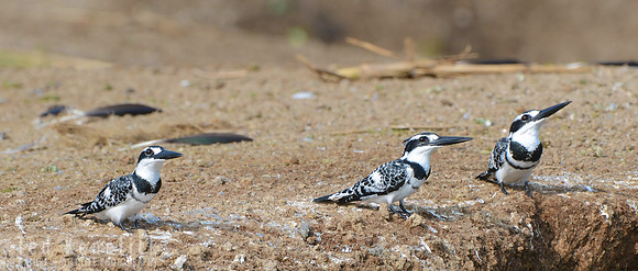 Pied Kingfisher Trio -- Kazinga Channel, Uganda