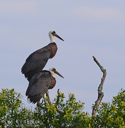 Stacked Storks, African Open-billed Storks, Maasai Mara, Kenya