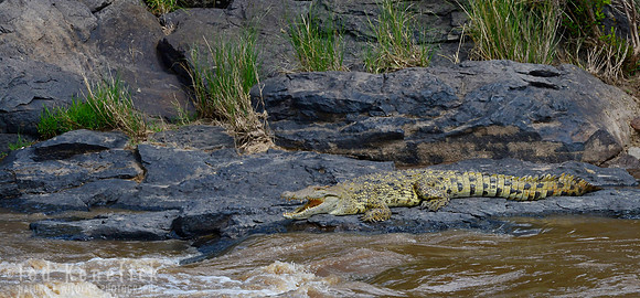 Waiting for the Crossing -- Mara River, Kenya