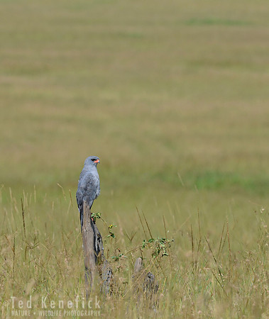 Lonely Lookout -- Dark Chanting Goshawk - Maasai Mara, Kenya