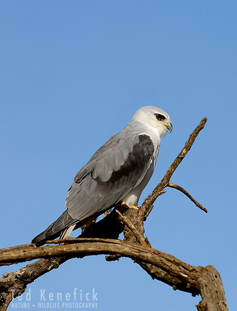 Black-shouldered Kite -- Laikipia Plateau, Kenya