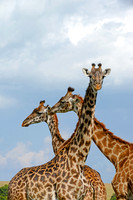 Crossing Patterns -- Maasai Mara, Kenya