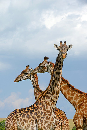 Crossing Patterns -- Maasai Mara, Kenya