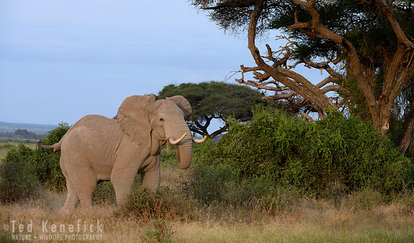 Ellie Greets a New Day, Amboseli, Kenya