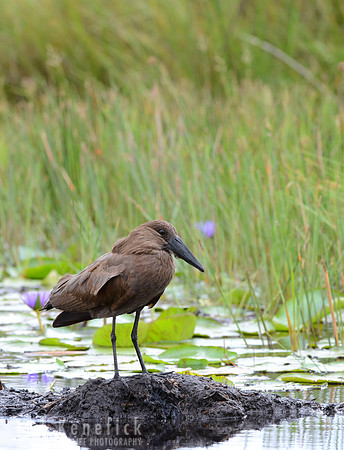 King of the Birds -- Hammerkop, Lake Mabamba, Uganda