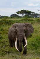 Bull -- Amboseli National Park, Kenya