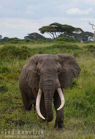 Bull -- Amboseli National Park, Kenya