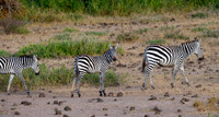 Stop & Stare -- Grevy's Zebra, Amboseli, Kenya