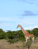 Reticulated Giraffe -- Laikipia Plateau, Kenya